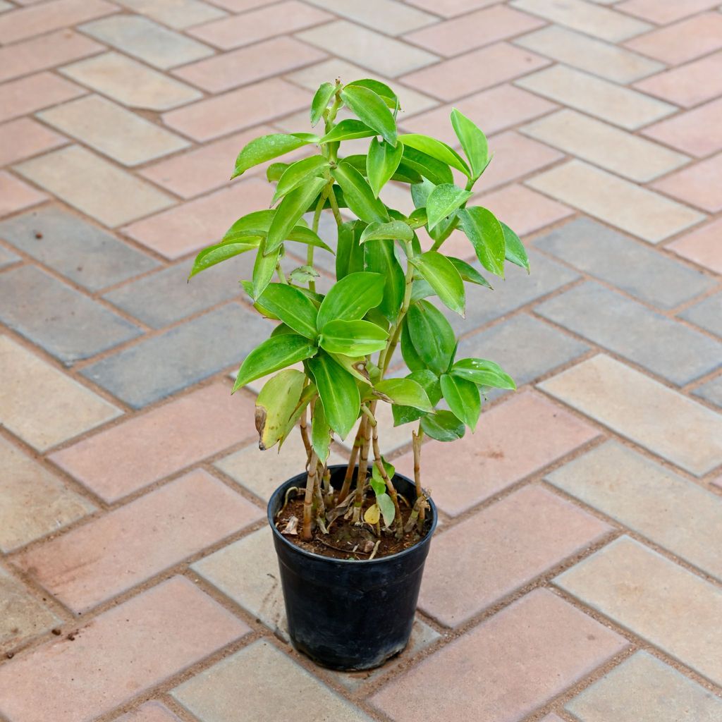Sugar Plant in 4 Inch Nursery Pot
