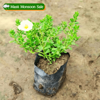 Kulfa /Moss Rose / Common Purslane (any colour) in 4 inch Nursery Bag