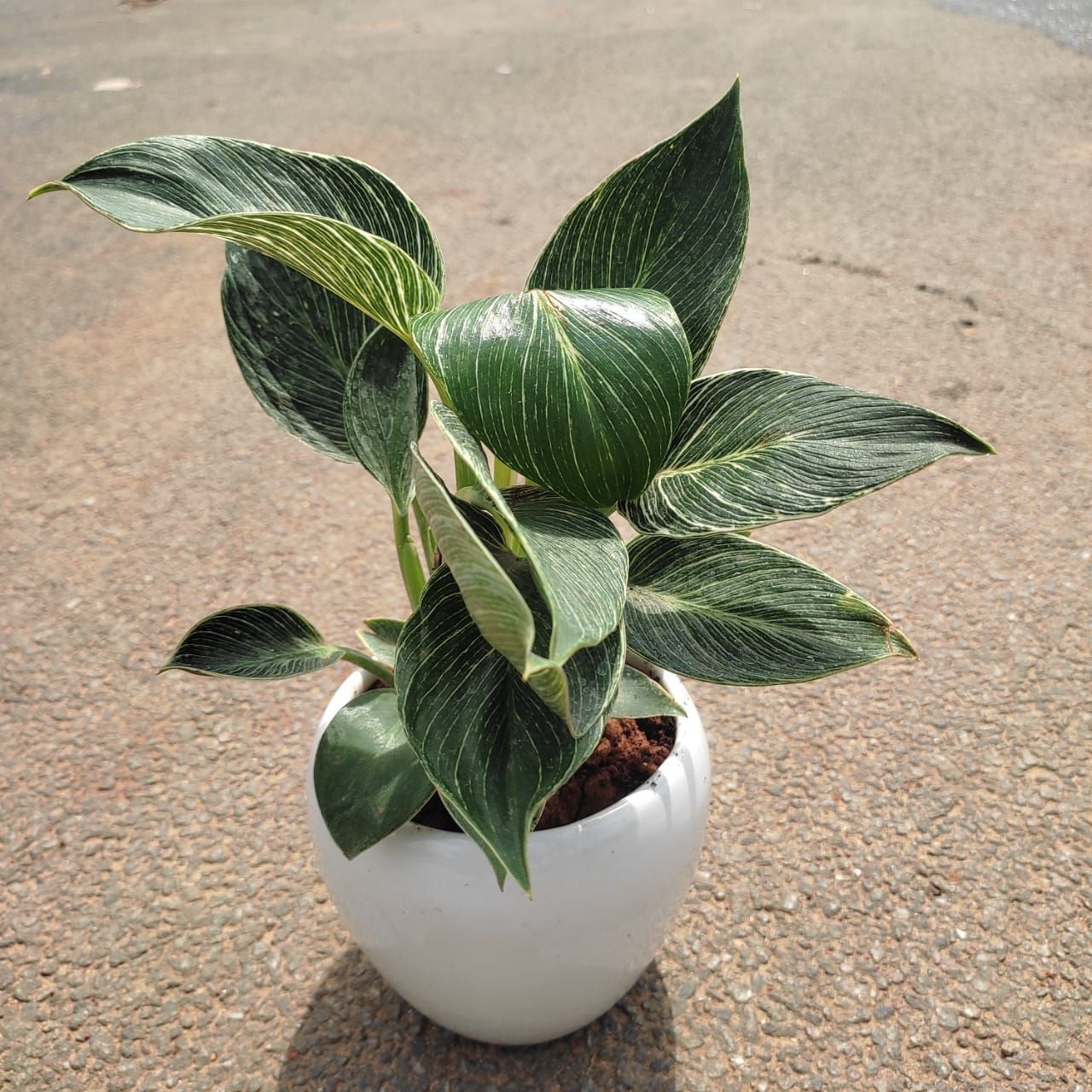 Philodendron Birkin in 4 Inch Classy White Ceramic Apple Pot