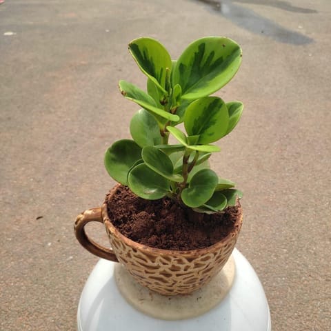 Peperomia / Radiator Plan in 5 Inch Classy White Cup Ceramic Pot