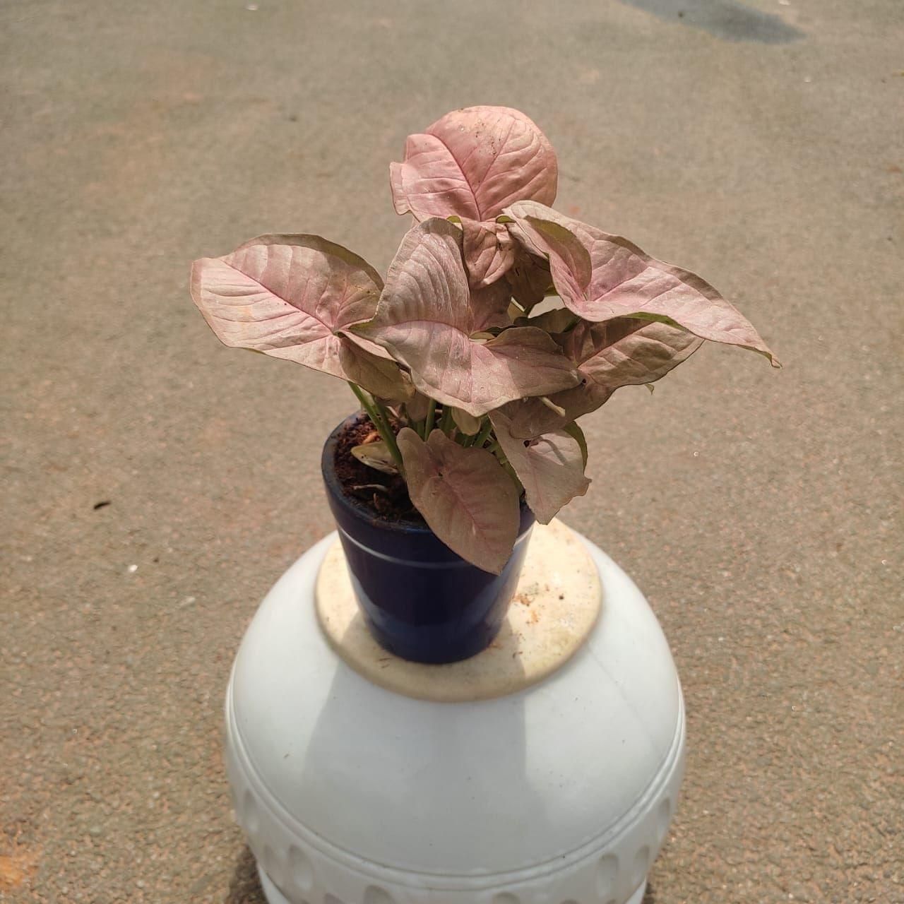 Syngonium Pink in 4 Inch Classy Glass Ceramic Pot (any colour)
