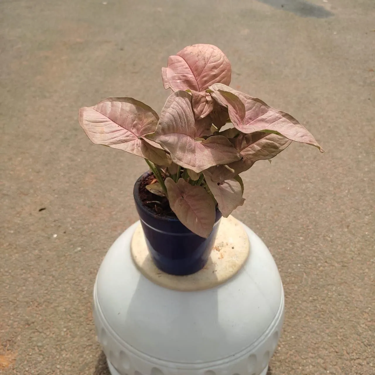 Syngonium Pink in 4 Inch Classy Glass Ceramic Pot (any colour)
