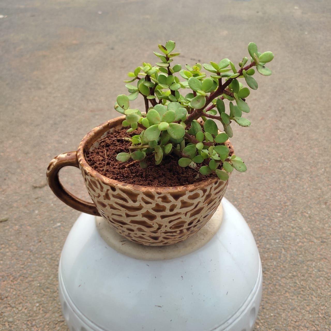 Jade in 5 Inch Designer Cup Ceramic Pot (any colour)