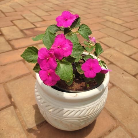 Impatient Balsimina Red in 8 Inch Classy White Matki Ceramic Pot