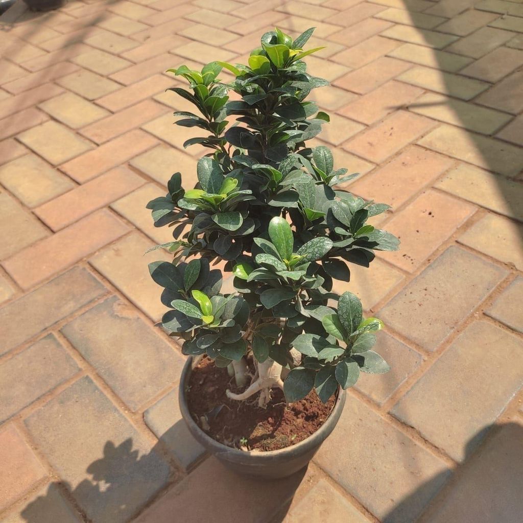 Buy Ficus Bonsai in 6 Inch Plastic Pot Online | Urvann.com Ficus Bonsai in 6 Inch Nursery Pot