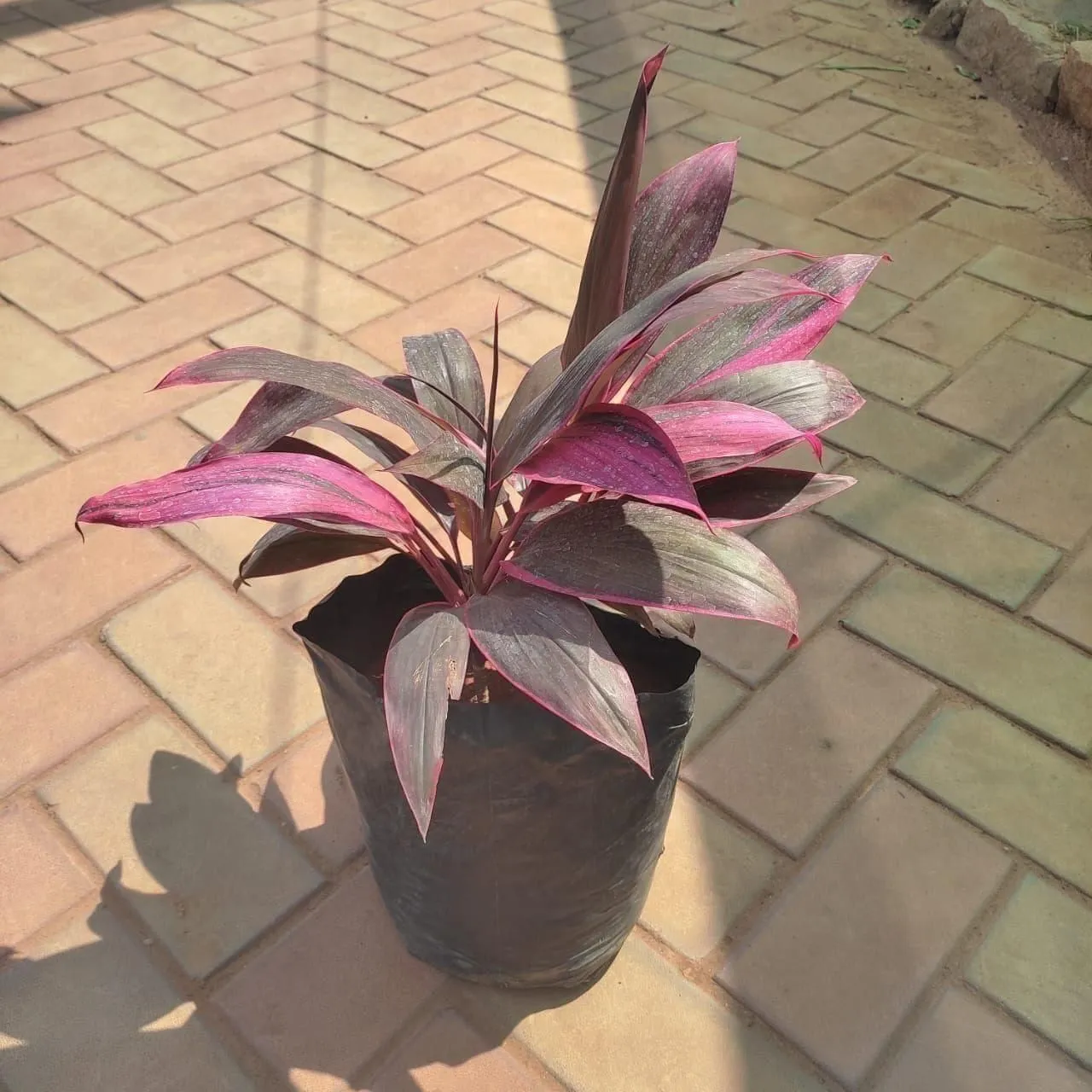 Dracaena Ruby / Kedarnath in 8 Inch Nursery Bag