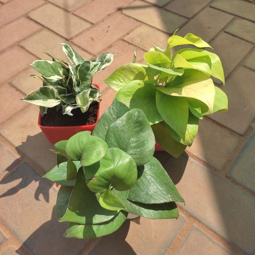 Buy Set of 3 - Money Plants (Green, Golden & N'joy) in 5 Inch Classy Square Plastic Pot (any colour) Online | Urvann.com Set of 3 - Money Plants (Green, Golden & N'joy) in 5 Inch Classy Square Plastic Pot (any colour)