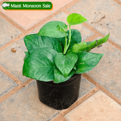 Money Plant Green in 4 Inch Nursery Pot