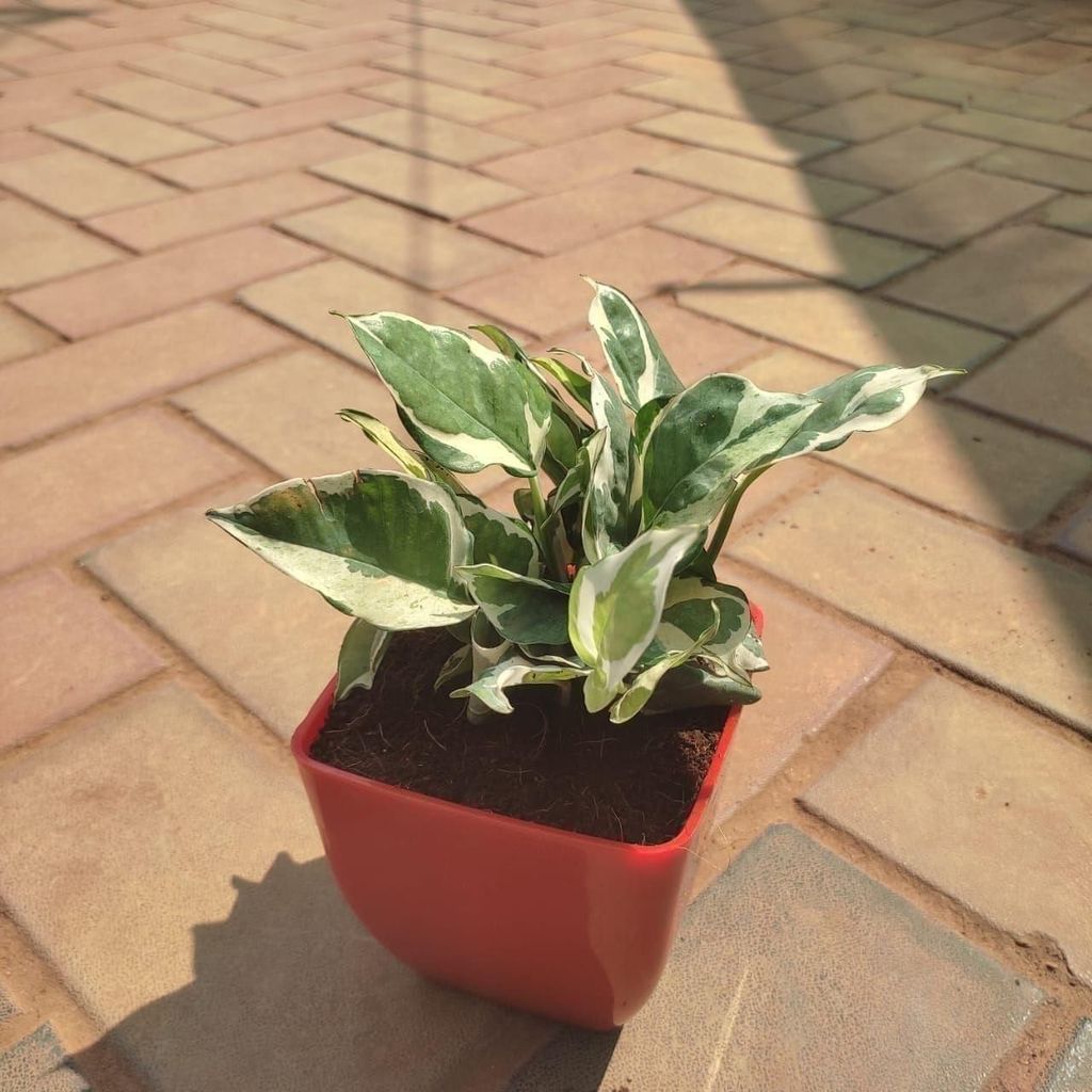 Money Plant N'joy in 5 Inch Classy Square Plastic Pot (any colour)