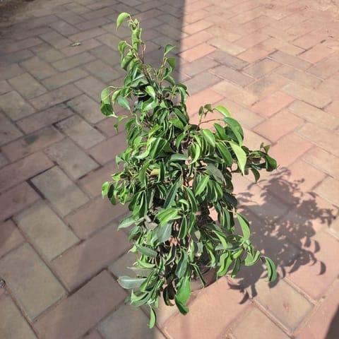 Ficus Benjamina in 5 Inch Nursery Bag