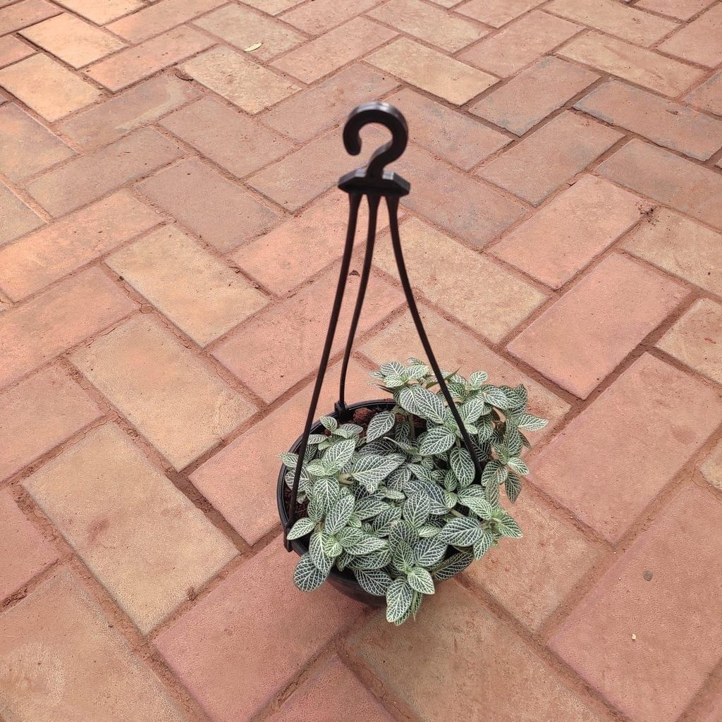 Buy Fittonia / Nerve Plant in 6 Inch Hanging Basket (any colour) Online | Urvann.com Fittonia / Nerve Plant in 6 Inch Hanging Basket (any colour)