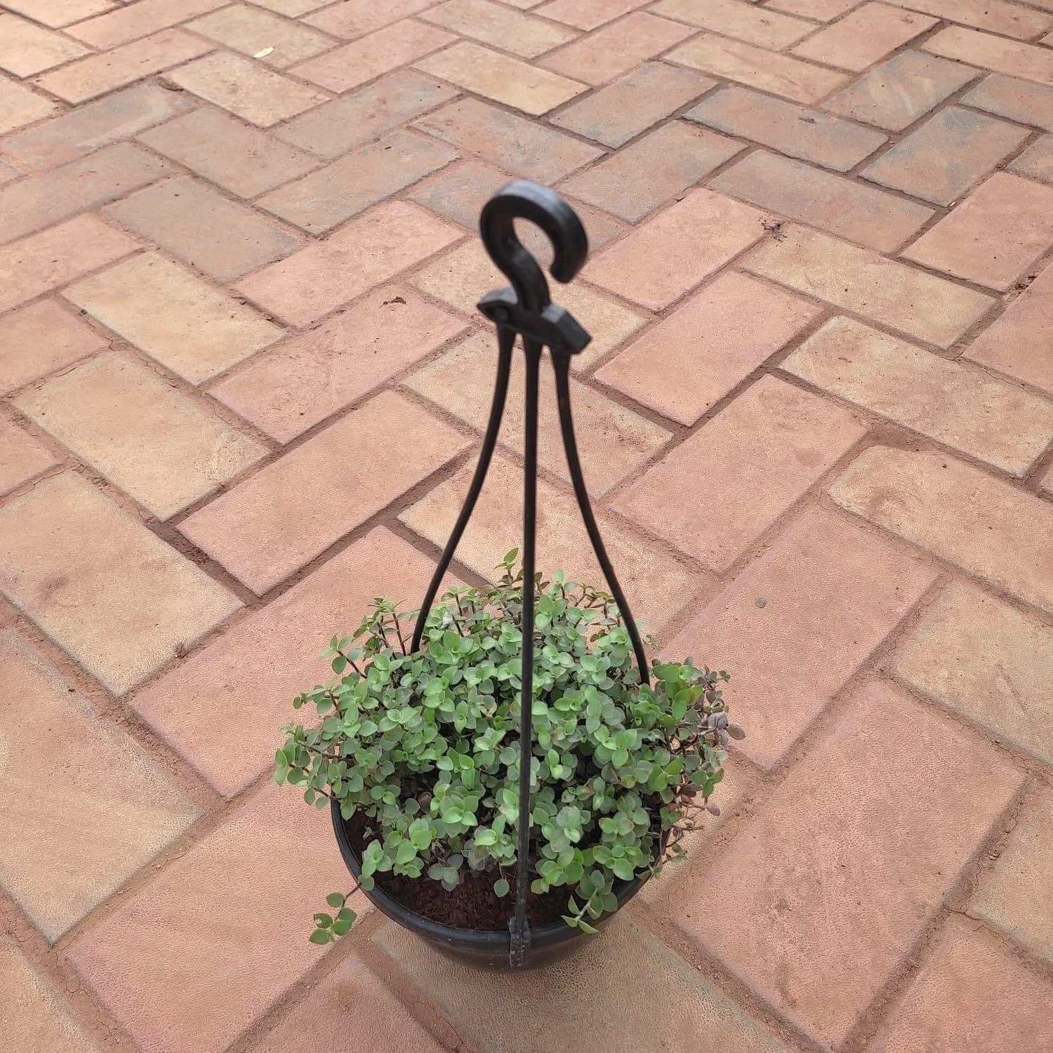 Turtle Vine in 6 Inch Hanging Basket (any colour)