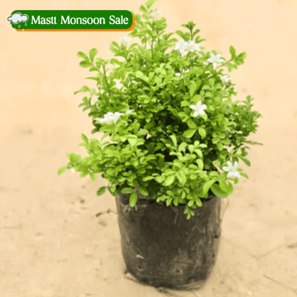 Murraya / Madhu Kamini (any colour) in 4 Inch Nursery Bag