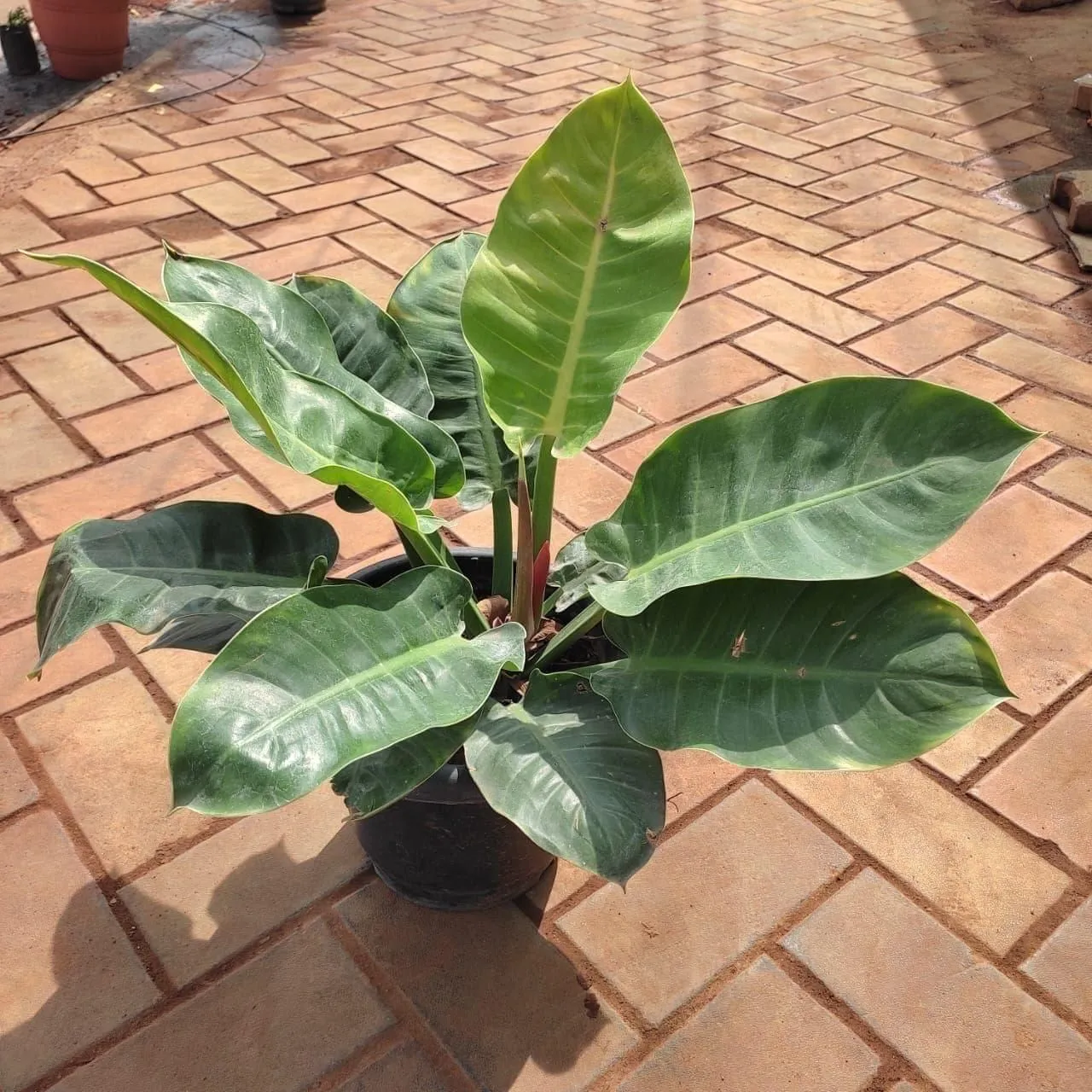 Philodendron Green in 10 Inch Nursery Pot