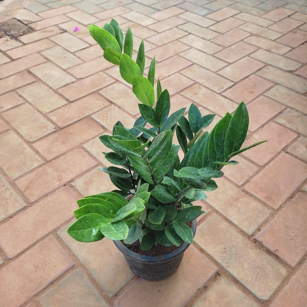 Buy Zz Plant in 7 Inch Plastic Pot Online | Urvann.com Zz Green Bushy (~ 2 Ft) in 7 Inch Nursery Pot