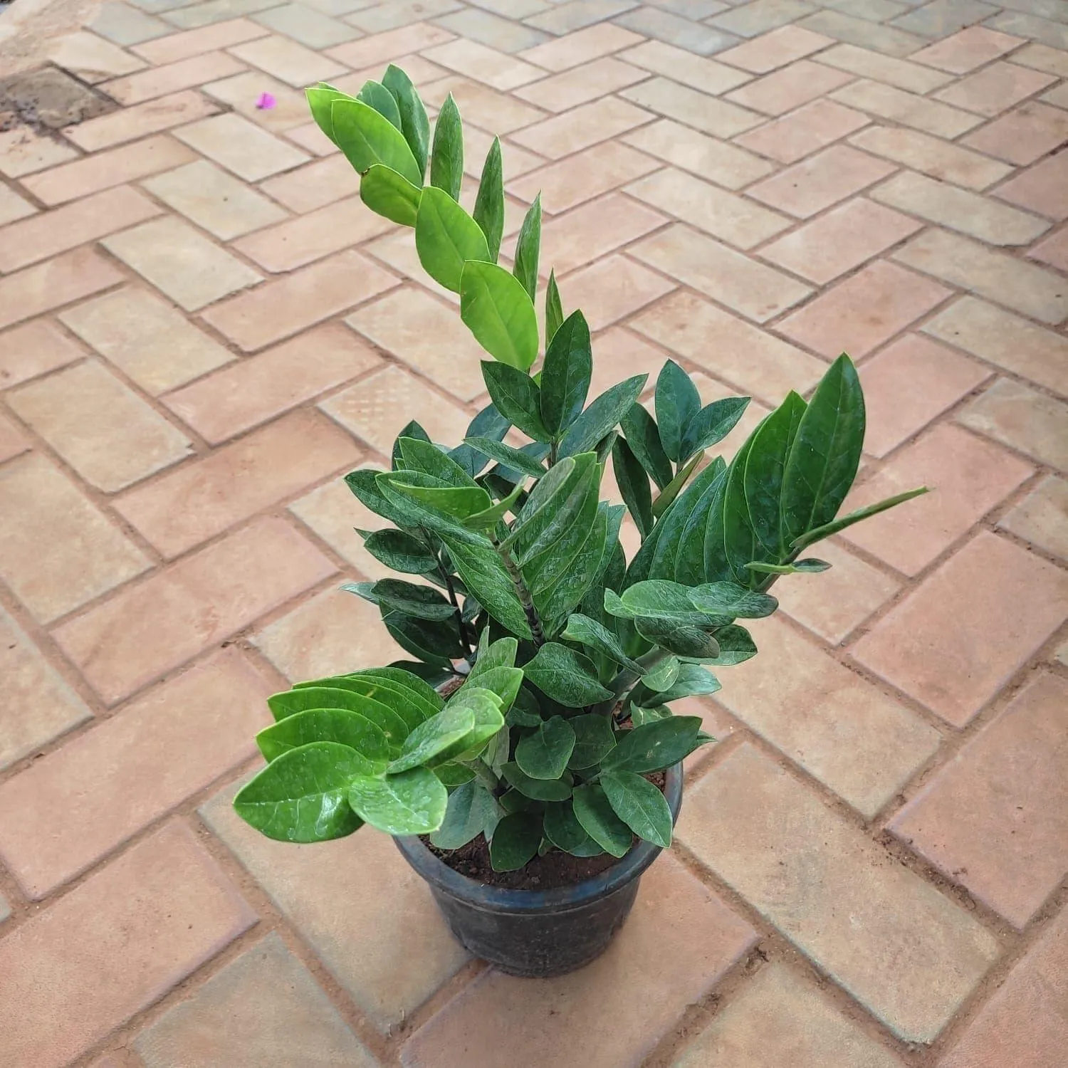 Zz Green Bushy (~ 2 Ft) in 7 Inch Nursery Pot