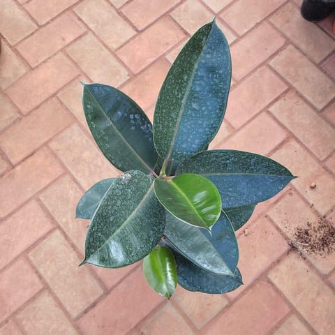 Rubber Black (~ 2 Ft) in 8 Inch Nursery Pot