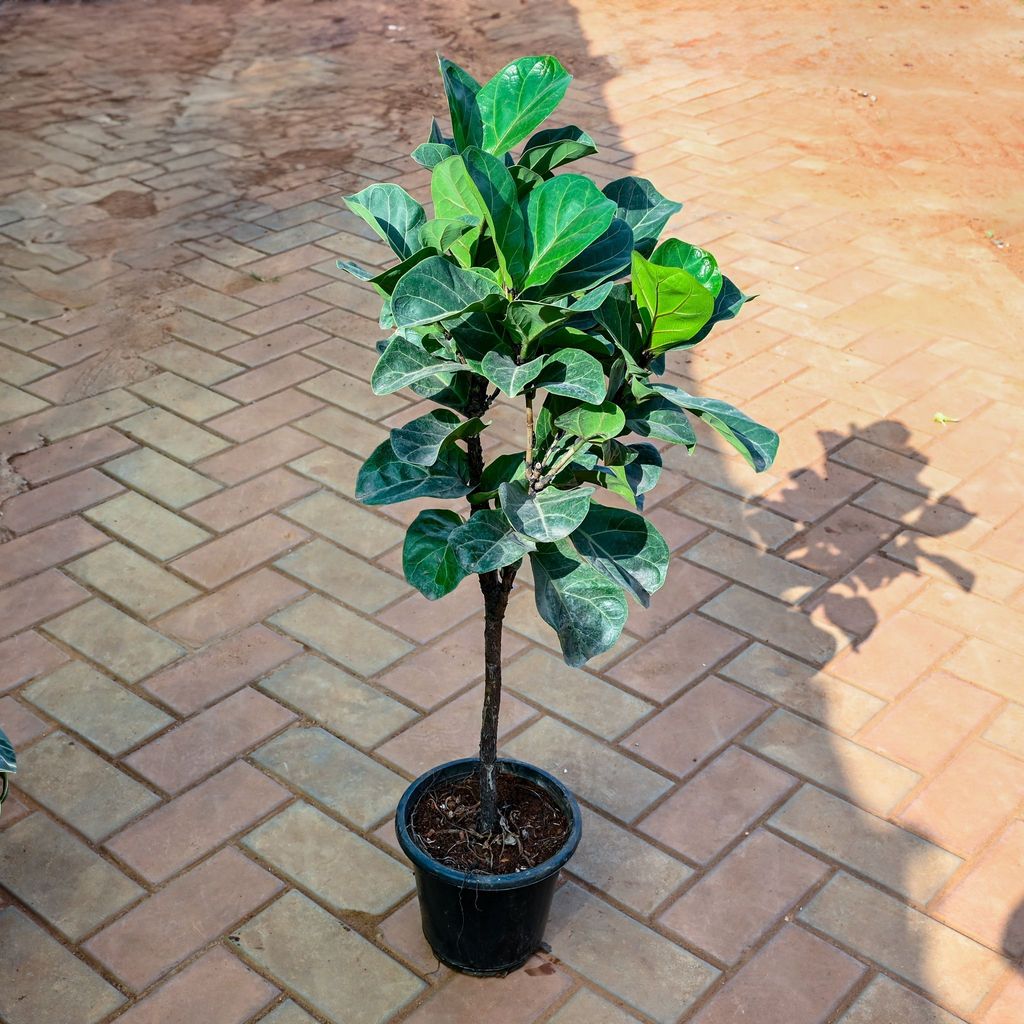 Buy Fiddle Leaf Fig / Ficus Lyrata (~ 1 Ft) in 8 Inch Nursery Pot Online | Urvann.com Fiddle Leaf Fig / Ficus Lyrata (~ 2.5 Ft) in 8 Inch Nursery Pot