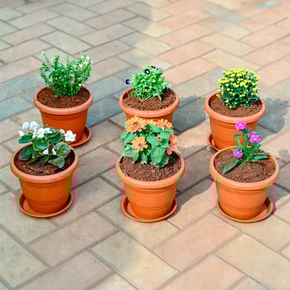 Buy Set of 6 - Dianthus , Zinnia, Begonia,Torenia / Wishbone, Cuphea / False Heather & Chrysanthemum / False Heather (any colour) in 7 Inch Classy Red Plastic Pot with Tray Online | Urvann.com