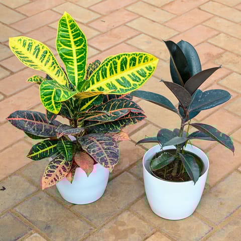 Set of 2 - Rubber & Croton Petra in 7 Inch Classy White Premium Plastic Pot
