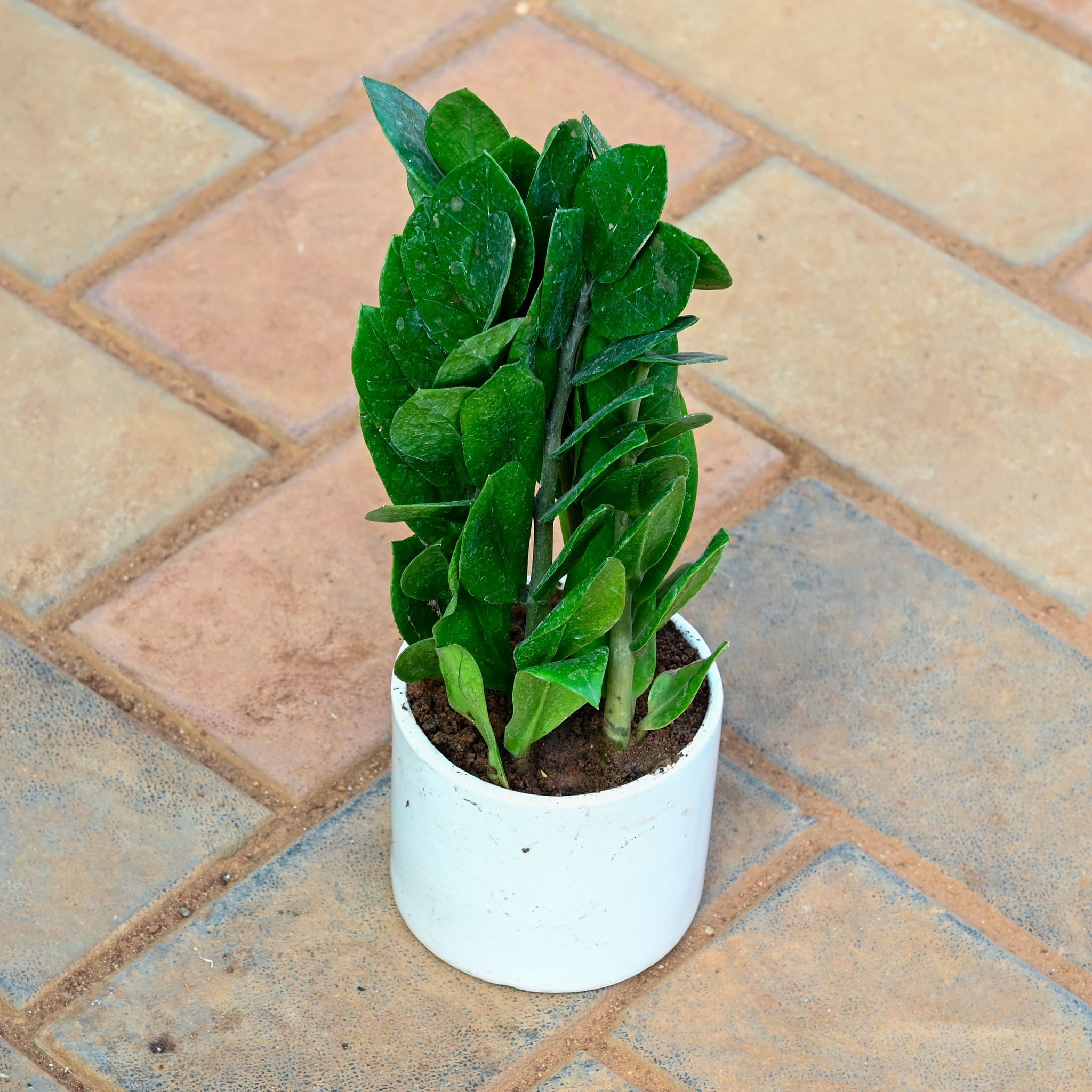 Zz Green in 4 Inch Classy White Cylindrical Ceramic Pot