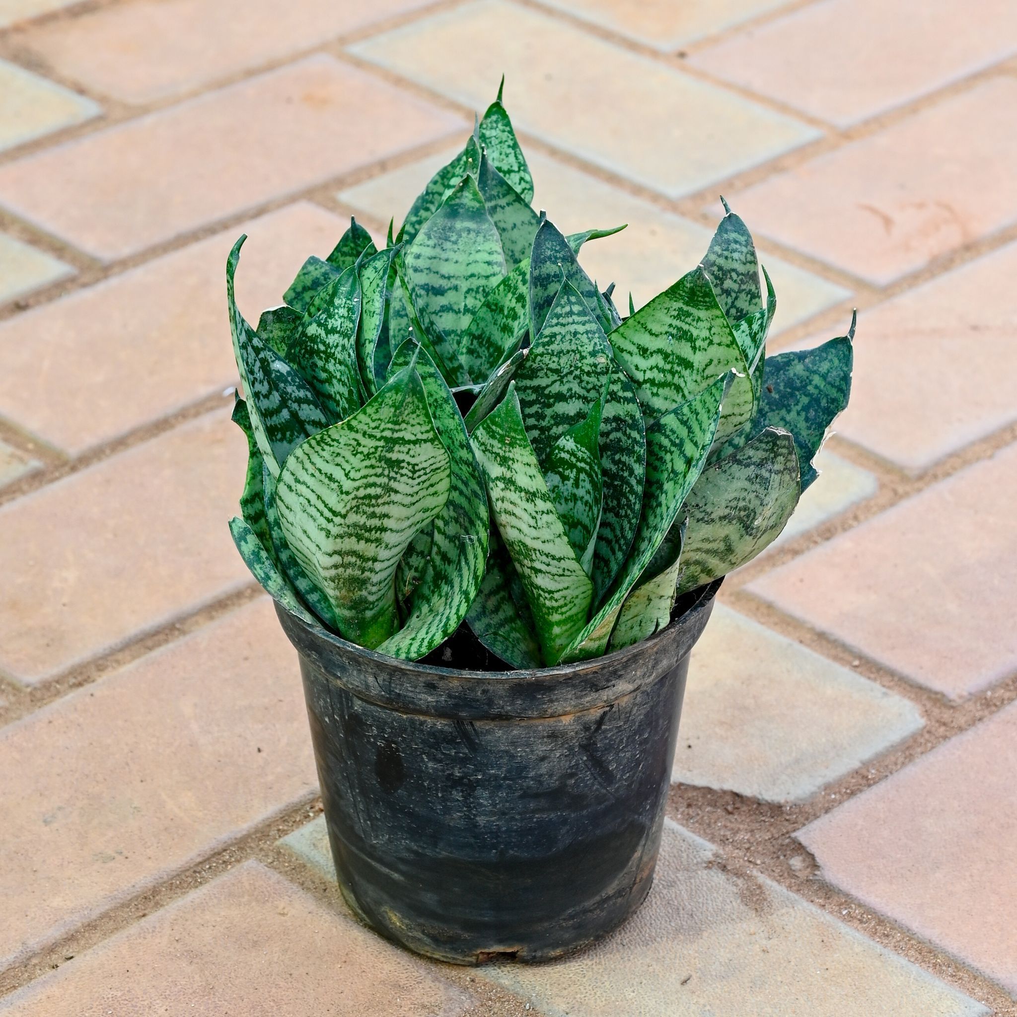 Snake Green Bushy in 5 Inch Nursery Pot