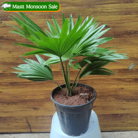 Table Palm in 6 Inch Nursery Pot