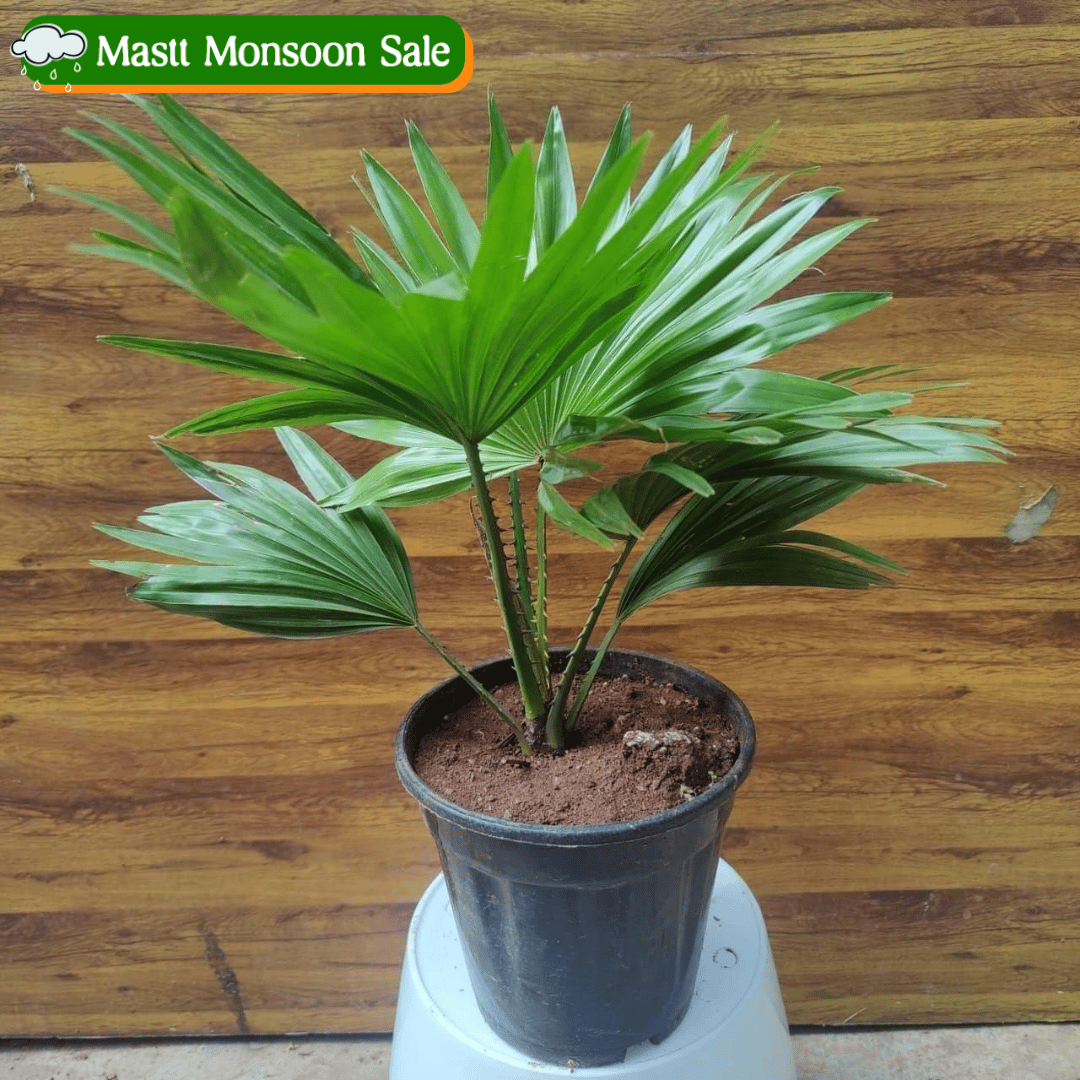 Table Palm in 6 Inch Nursery Pot