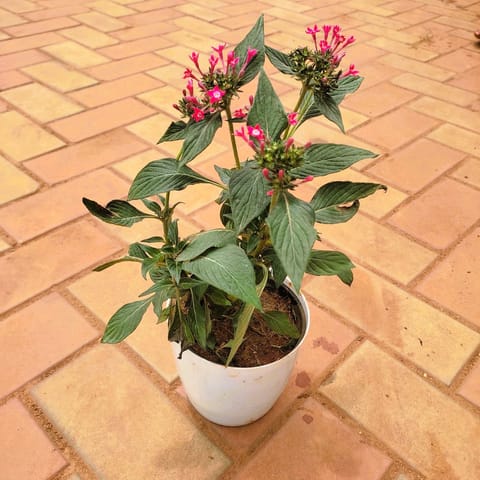 Pentas (any colour) in 6 Inch Premium Plastic Pot (any colour)