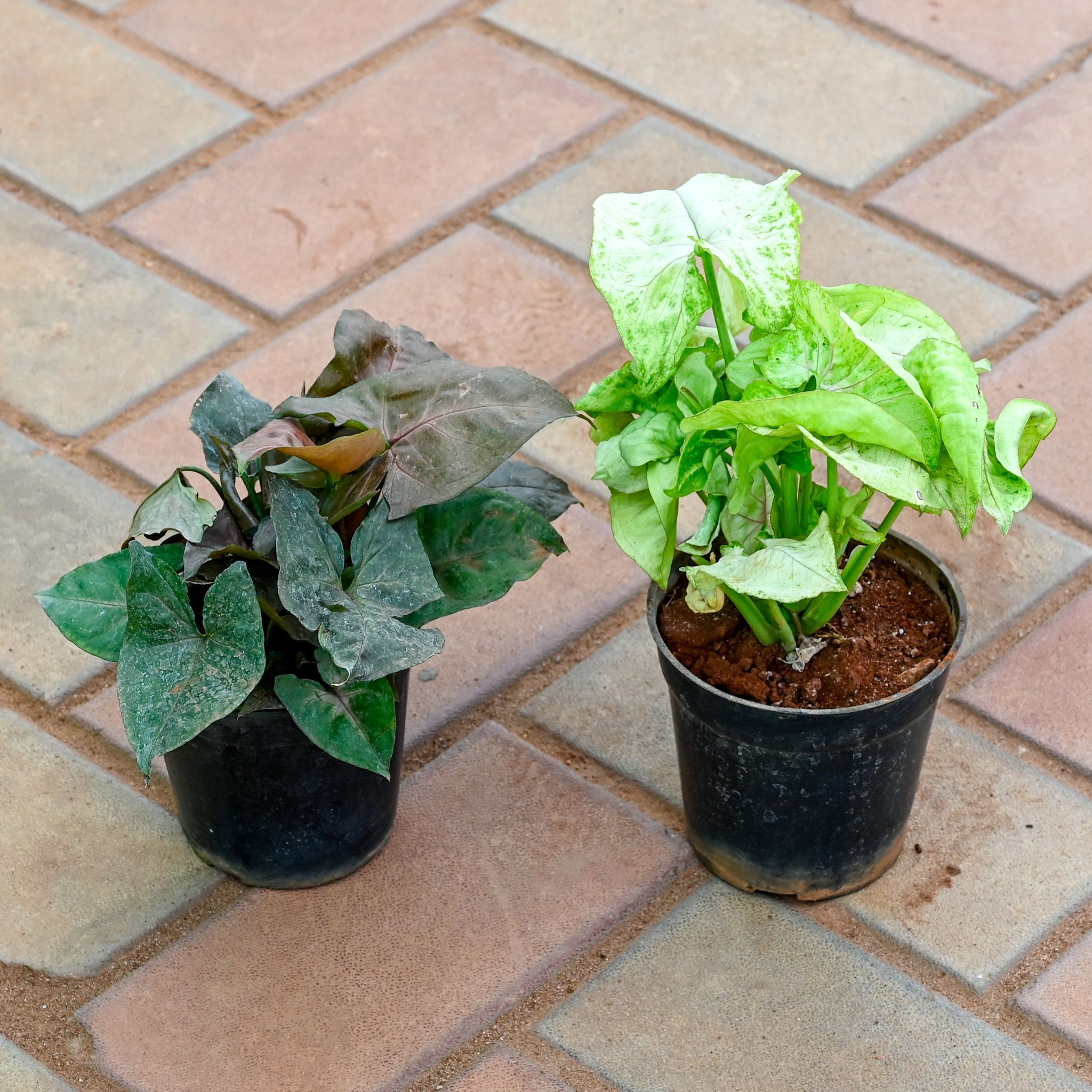 Set of 2 - Syngonium (Green & Black) in 4 Inch Nursery Pot