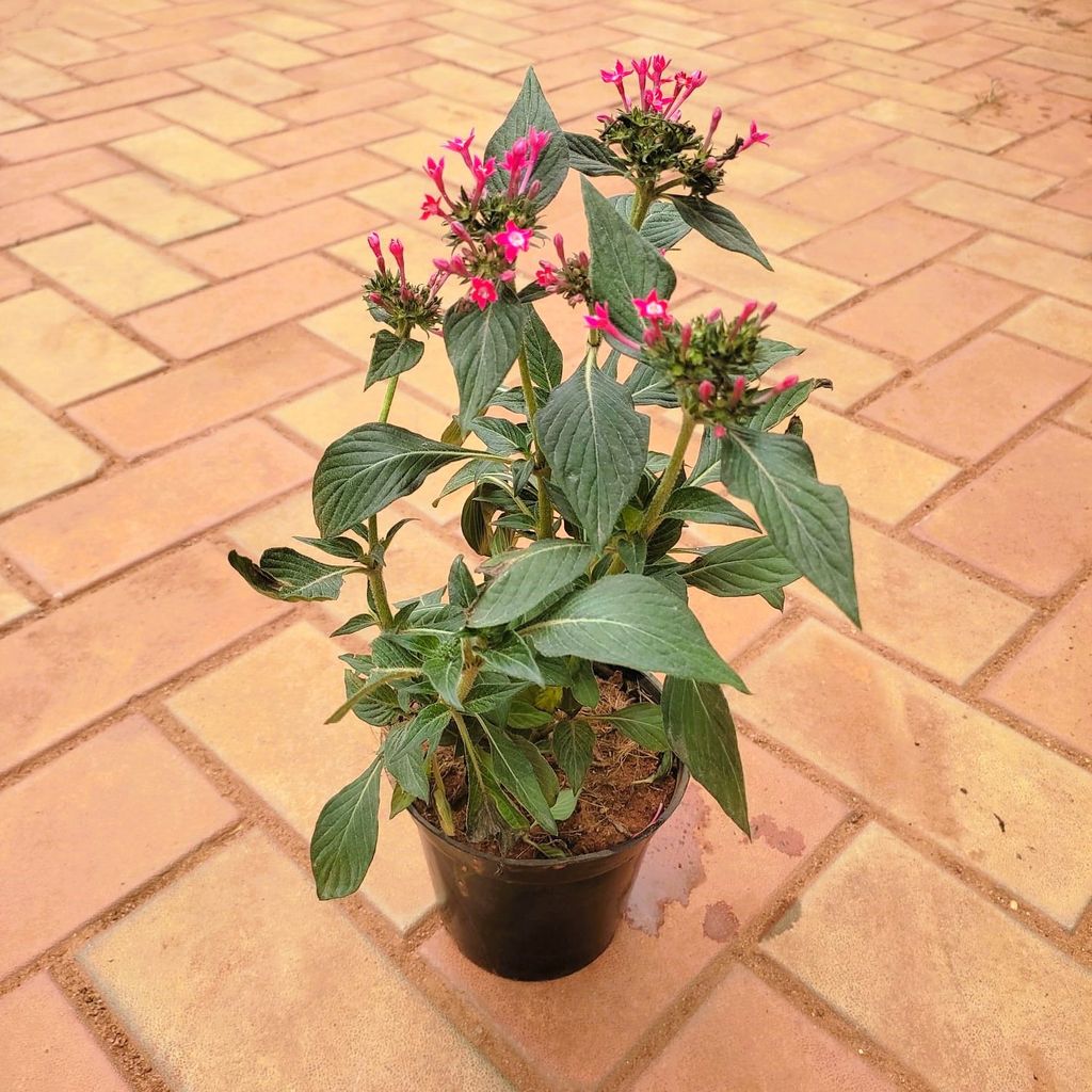 Buy Pentas (any colour) in 4 Inch Nursery Pot Online | Urvann.com Pentas (any colour) in 4 Inch Nursery Pot