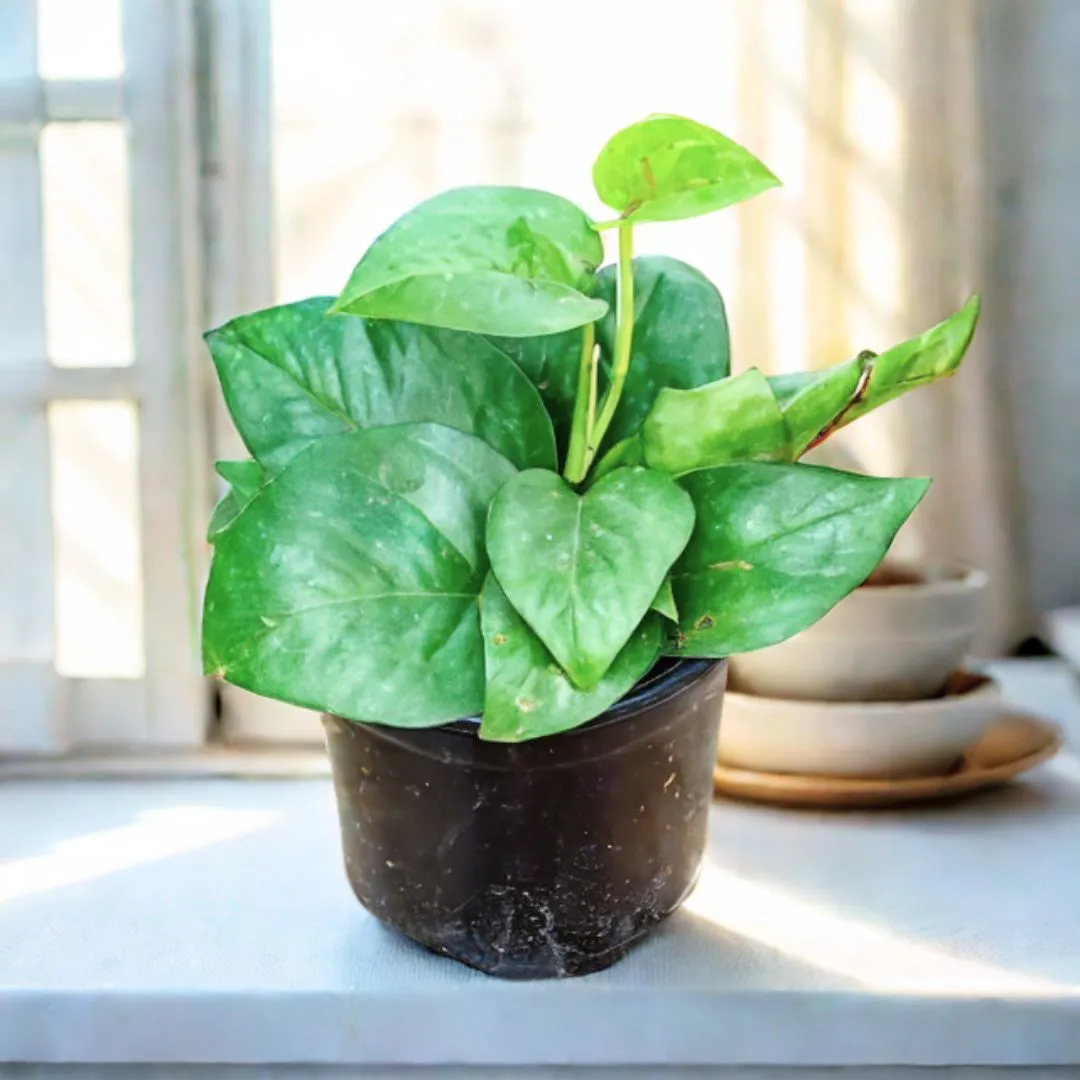 Money Plant Green in 4 Inch Nursery Pot