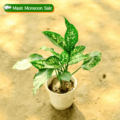 Aglaonema Snow White in 5 Inch Nursery Pot