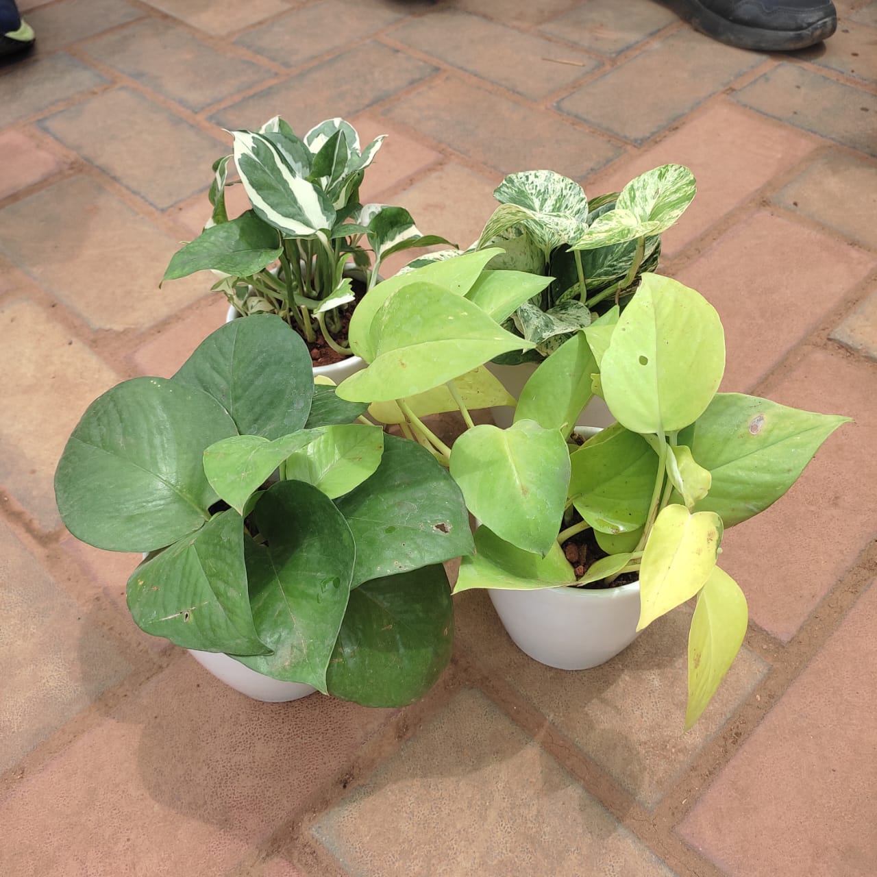 The Money Plant Special - Set of 4 - Money Plant (Green, Golden, N'joy & White) in 3 Inch Classy Cup Ceramic Pot (any colour)