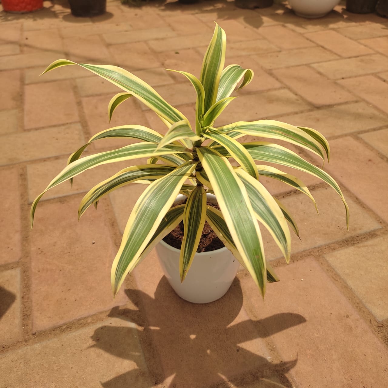 Song Of India in 3 Inch Classy Cup Ceramic Pot (any colour)