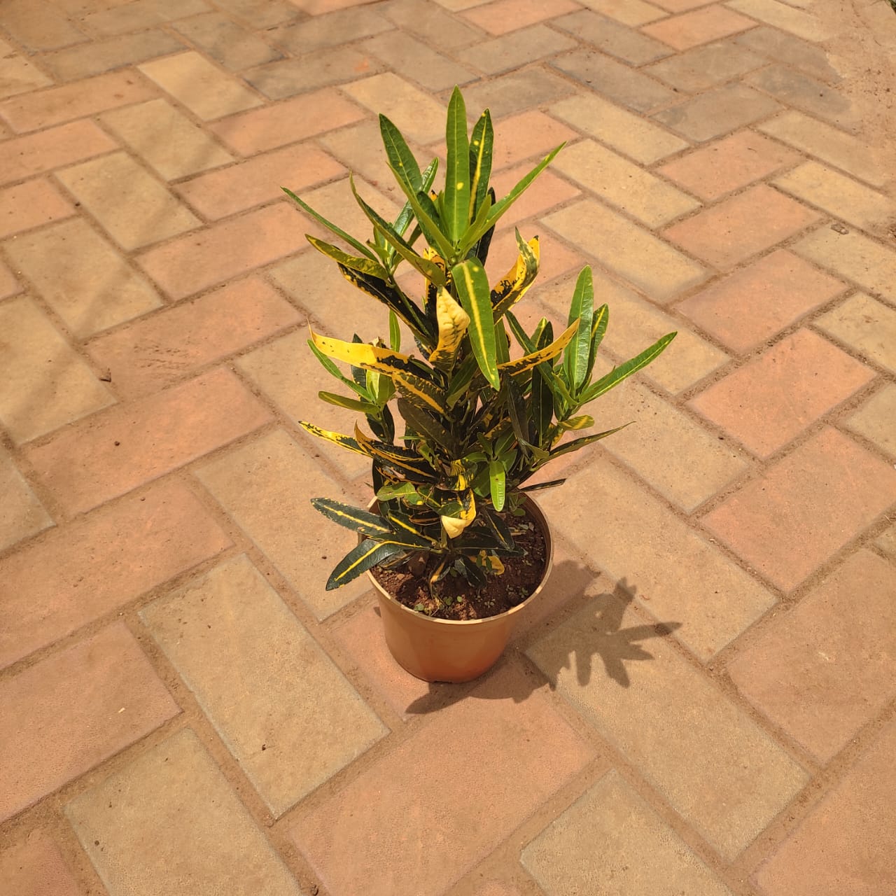 Croton Banana in 4 Inch Nursery Pot