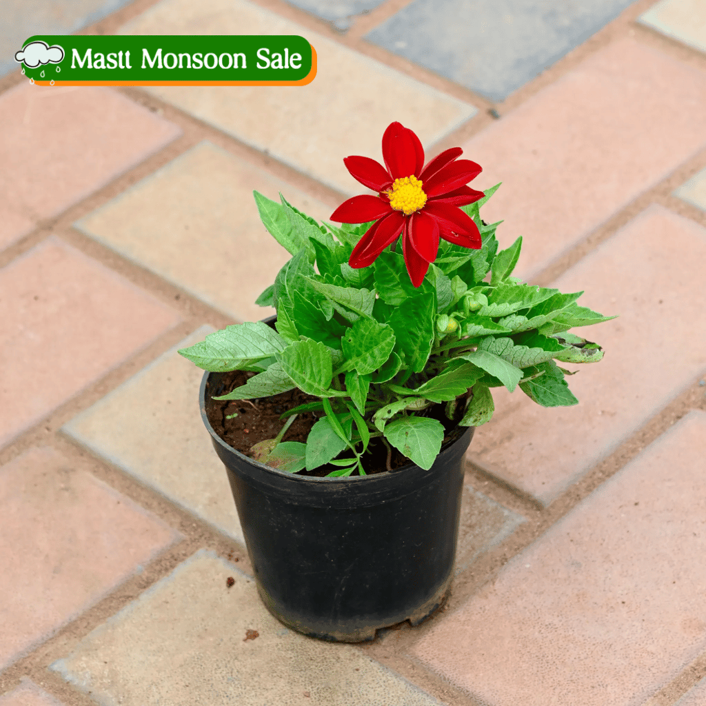 Dahlia in 4 Inch Nursery Pot (Any Colour) Dahlia in 4 Inch Nursery Pot (Any Colour)