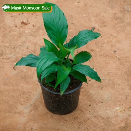Peace Lily in 4 Inch Nursery Pot