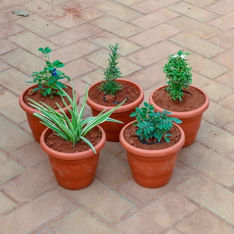 Set of 4 - Chandni, Curry Patta, Rose Mary, Aparajita & Spider in 7 Inch Classy Red Plastic Pot