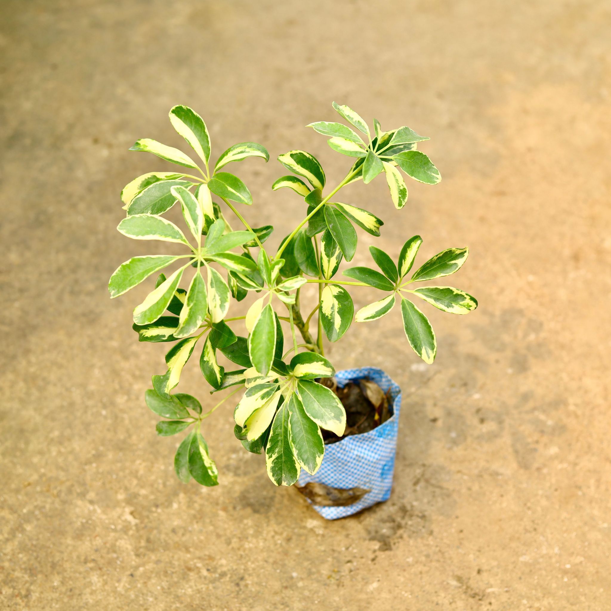 Schefflera Variegated in 4 Inch Nursery Bag