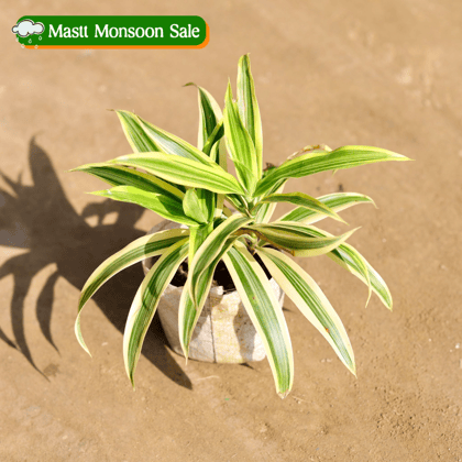 Buy Song of India in 4 Inch Nursery bag Online | Urvann.com