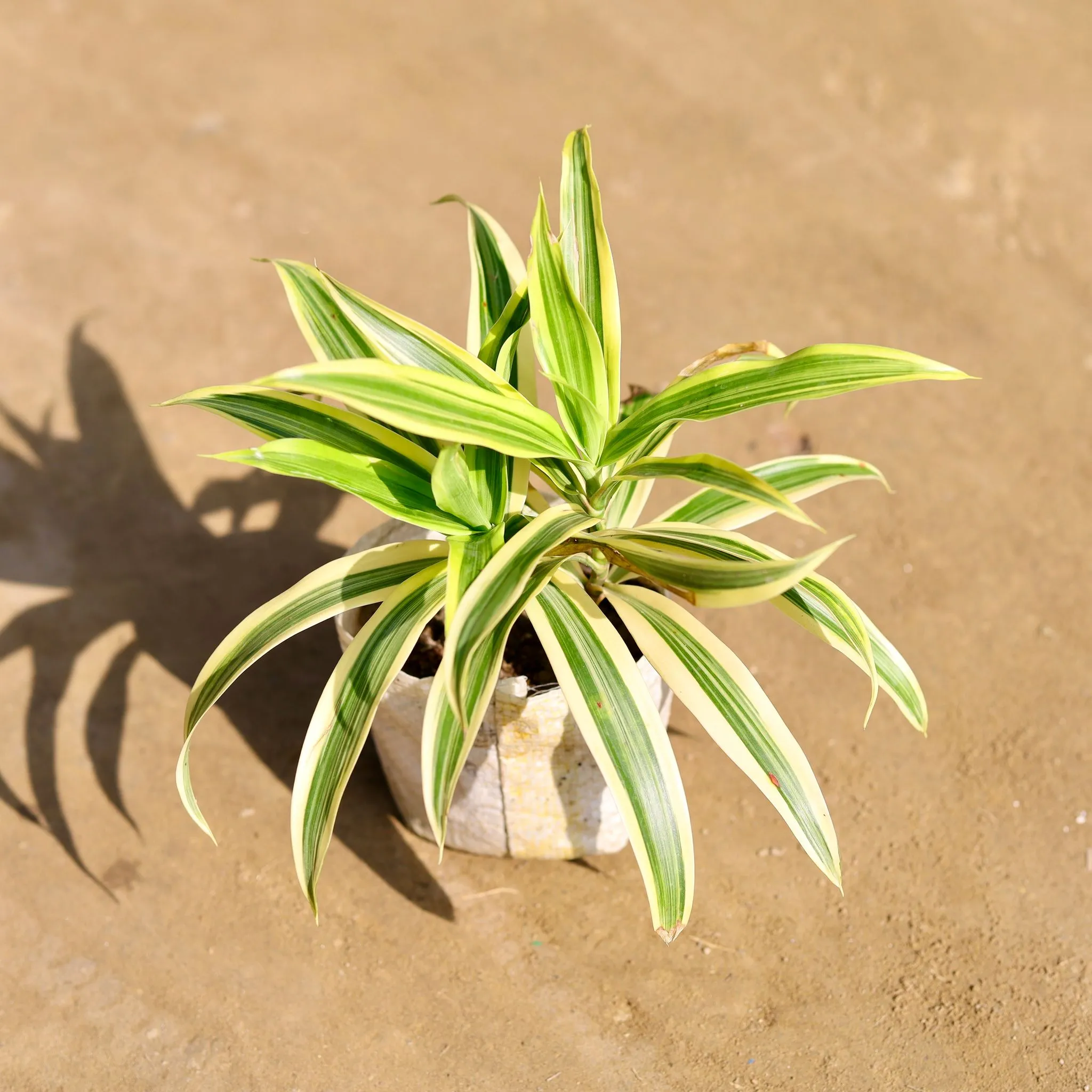 Song of India in 4 Inch Nursery bag