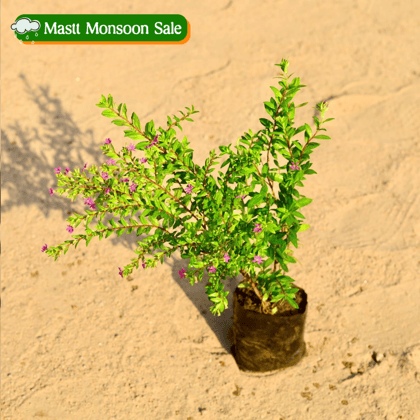 Buy Cuphea / False Heather (~ 1 Ft) in 4 Inch Nursery Bag Online | Urvann.com