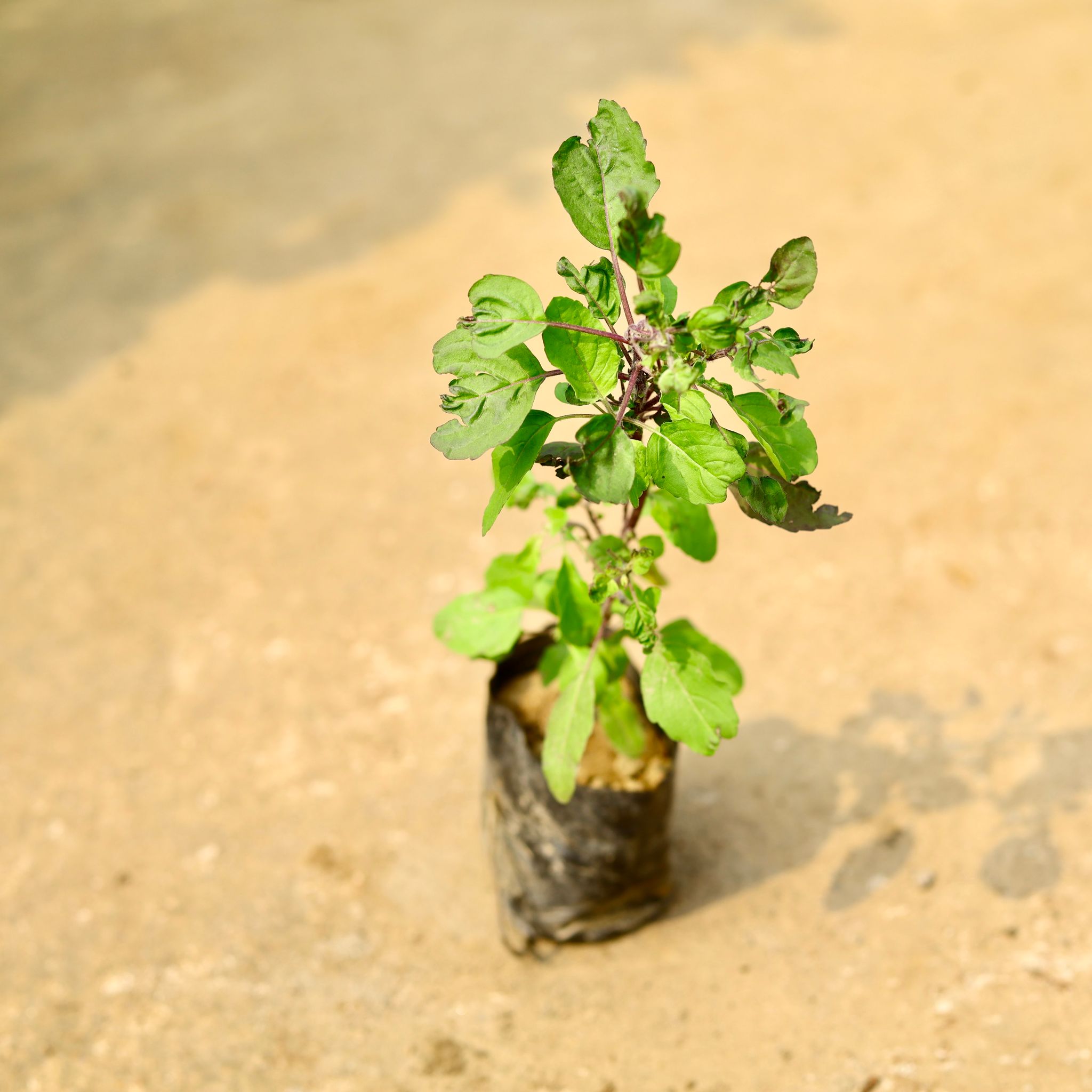 Shyama Tulsi in 4 Inch Nursery Bag