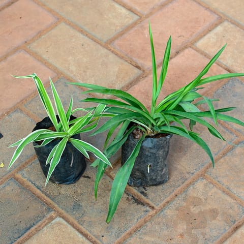 Set of 2 - Spider White & Green in 3 Inch Nursery Bag