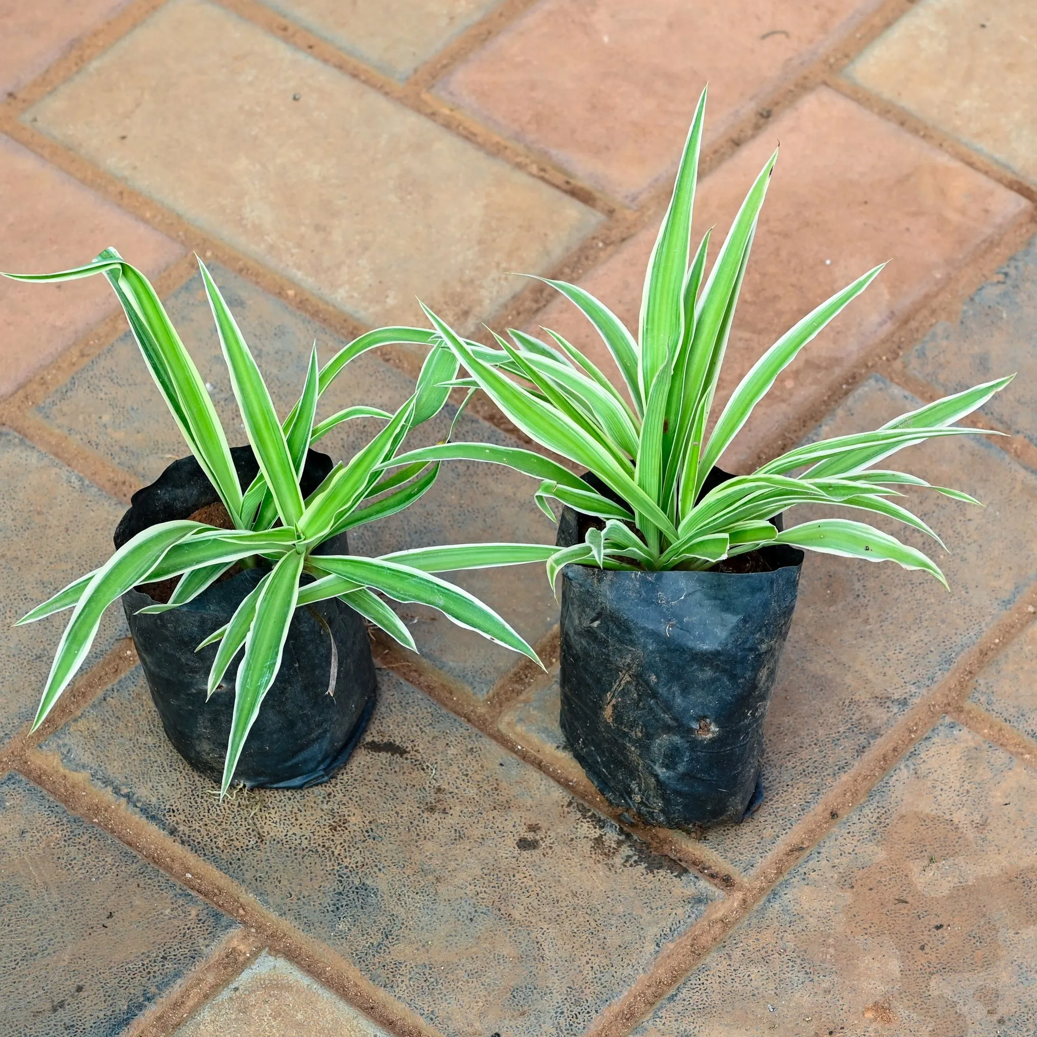 Set of 2 - Spider in 3 Inch Nursery Bag