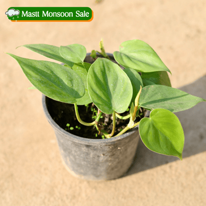 Buy Oxycardium Green in 5 Inch Nursery Pot Online | Urvann.com