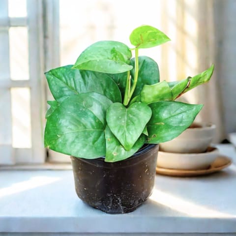 Money Plant Green in 4 Inch Nursery Pot