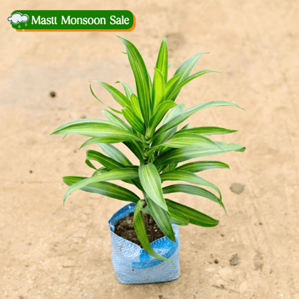 Buy Song of India Green / Dracaena Messenger in 4 Inch Nursery Bag Online | Urvann.com