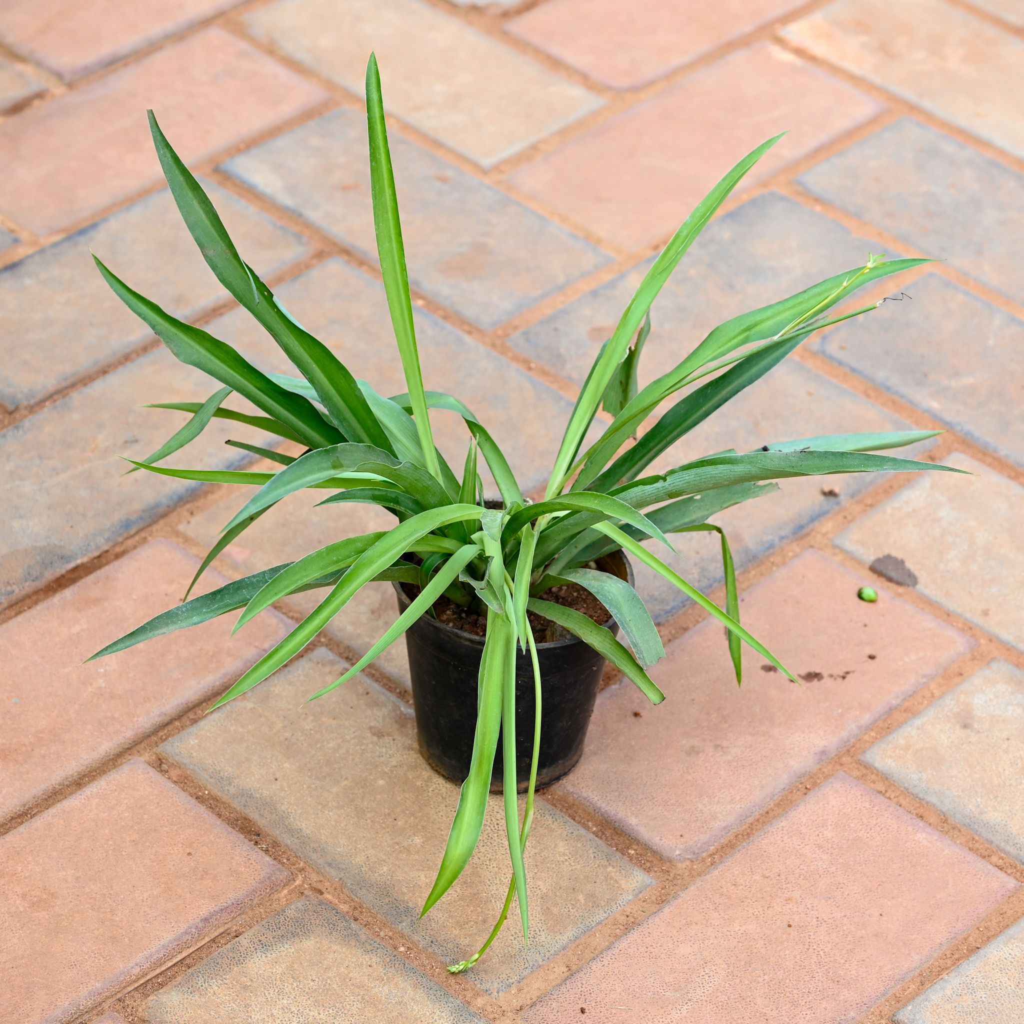 Spider Green in 5 Inch Nursery Pot